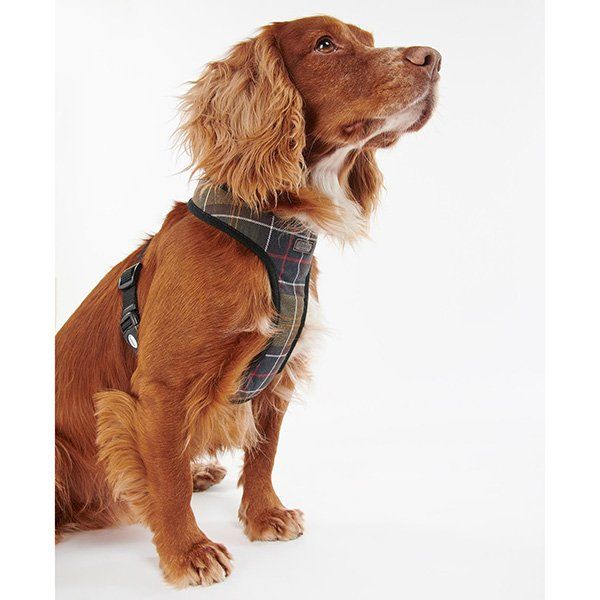 Tartan Dog Harness